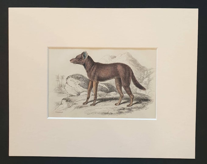Original 1839 hand coloured mammalia print in mount - Dhole of Sumatra