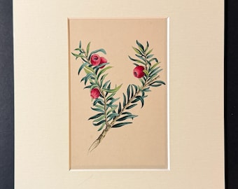 The Yew - Original 1840 Hand Coloured Print