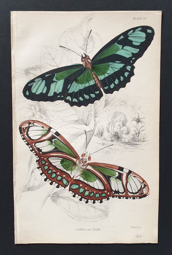 Cethosia Dido - Original c1840 hand coloured print