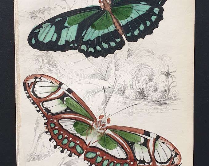 Cethosia Dido - Original c1840 hand coloured print