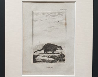 Suricate - Original 1812 Buffon print in mount