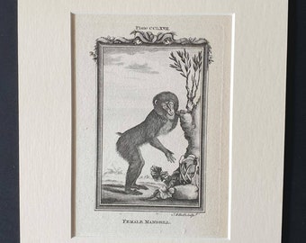 Original 1791 Buffon print in mount - Female Mandrill
