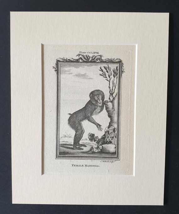 Original 1791 Buffon print in mount - Female Mandrill