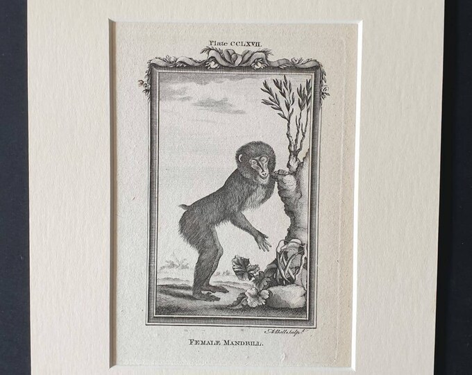 Original 1791 Buffon print in mount - Female Mandrill