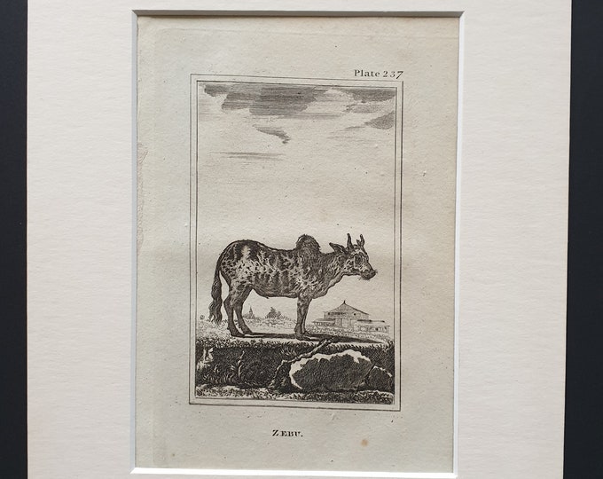 Zebu - Original 1812 Buffon print in mount