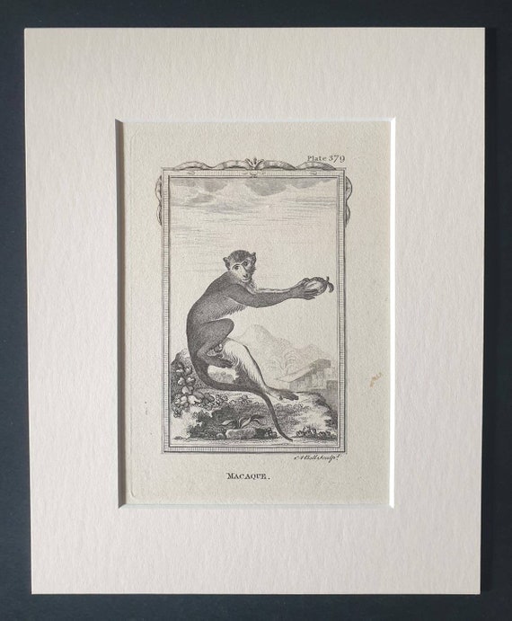 Original 1812 Buffon print in mount - Macaque