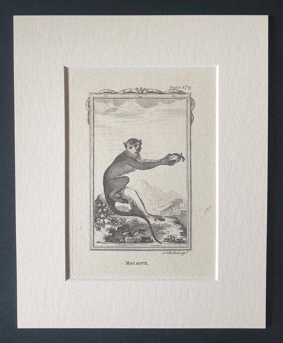 Original 1812 Buffon print in mount - Macaque