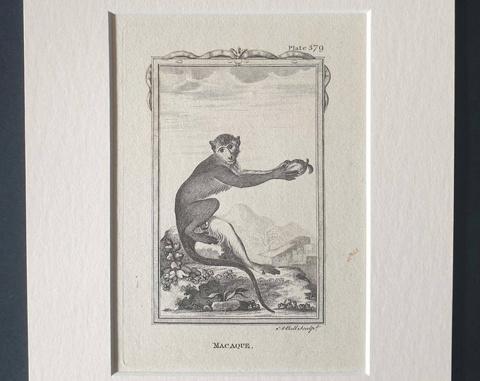 Original 1812 Buffon print in mount - Macaque