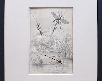Pimpla Manifestator, Stephanus Coronatus, Pelecinus Politurator - Original c1860 hand coloured insect print in mount