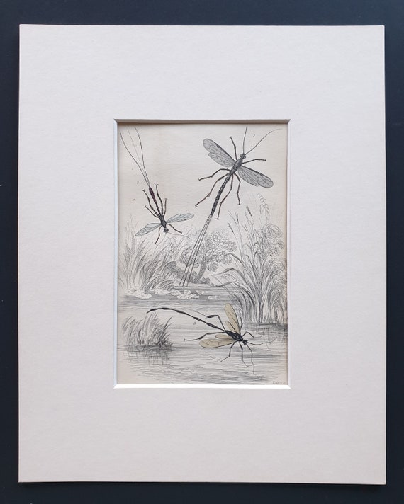Pimpla Manifestator, Stephanus Coronatus, Pelecinus Politurator - Original c1860 hand coloured insect print in mount