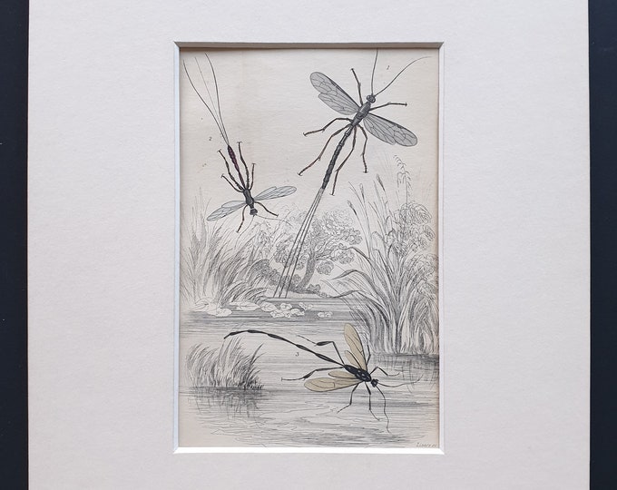 Pimpla Manifestator, Stephanus Coronatus, Pelecinus Politurator - Original c1860 hand coloured insect print in mount