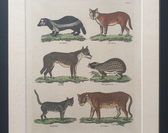 Mammals - original 1834 hand coloured William Smellie print