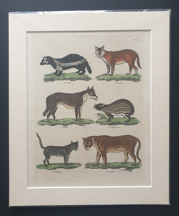 Mammals - original 1834 hand coloured William Smellie print