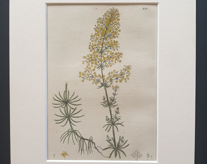 Ladies' Bed Straw - Original 1839 hand coloured flower print in mount