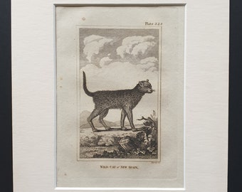Wild Cat of New Spain - Original 1812 Buffon print in mount