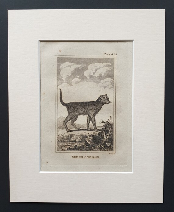 Wild Cat of New Spain - Original 1812 Buffon print in mount
