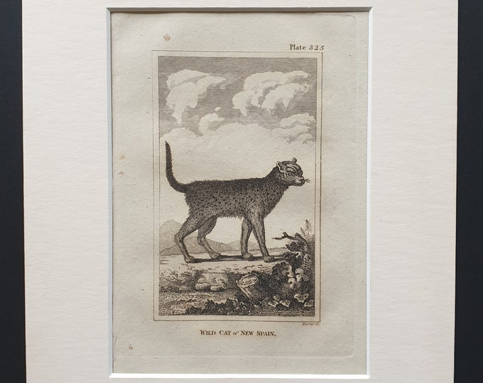 Wild Cat of New Spain - Original 1812 Buffon print in mount