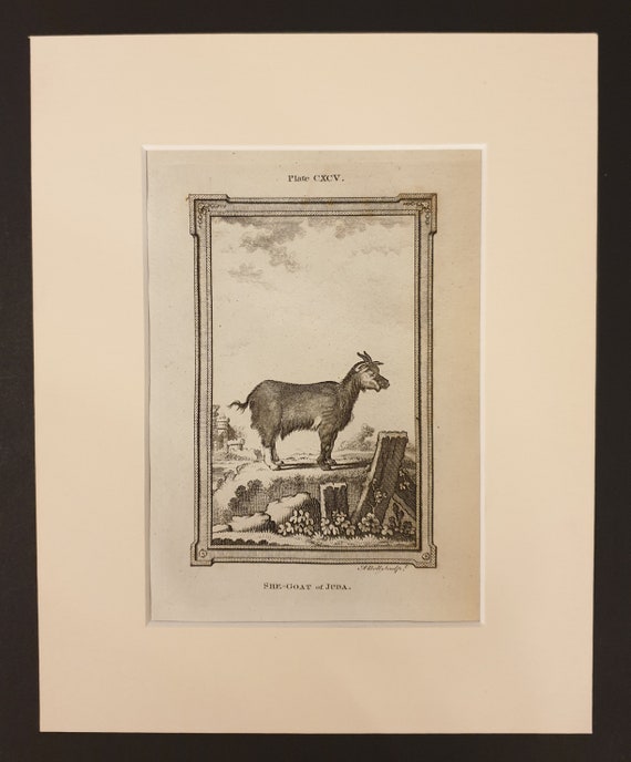 She Goat of Juda - Original 1791 Buffon print in mount