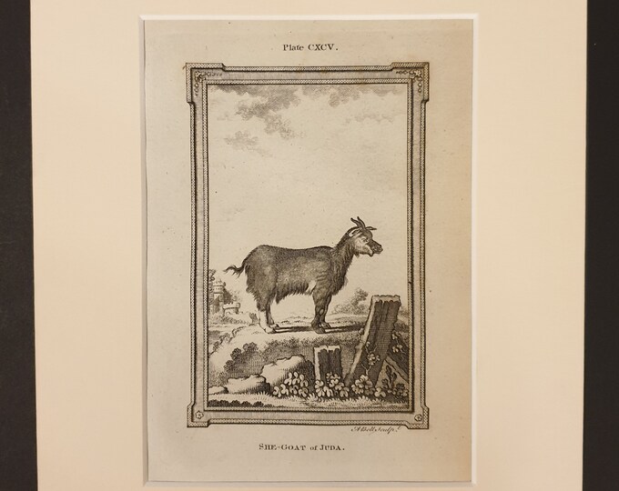 She Goat of Juda - Original 1791 Buffon print in mount