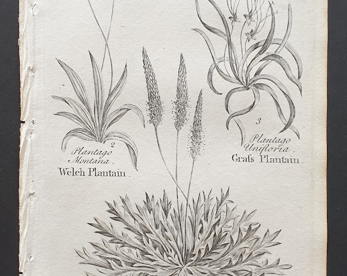 Welch, Buckthorn and Grass Plantain - Original 1802 Culpeper engraving (125)