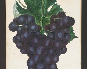 Absolutely stunning 1829 hand coloured Practical Gardener print - Black Hamburg Grape