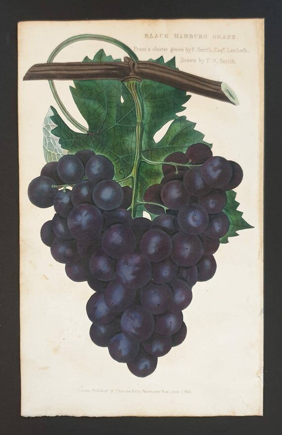 Absolutely stunning 1829 hand coloured Practical Gardener print - Black Hamburg Grape