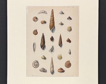 Shells - Original 1880s Sowerby's Book of Shells Print