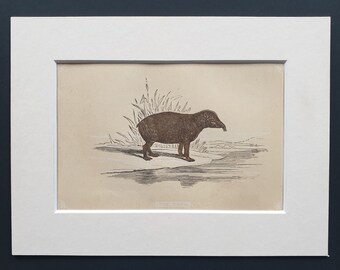 The Tapir - Original 1851 John Tallis woodblock print