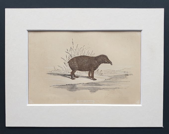 The Tapir - Original 1851 John Tallis woodblock print