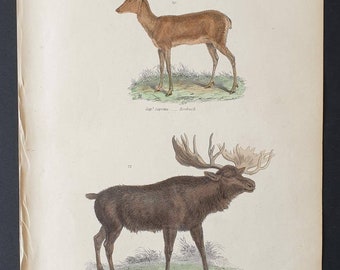 Roebuck and Elk - Original c1860's hand coloured Museum of Natural History print
