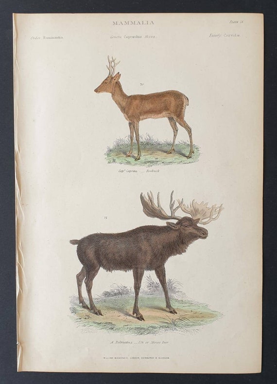 Original c1860's hand coloured Museum of Natural History print - Roebuck and Elk