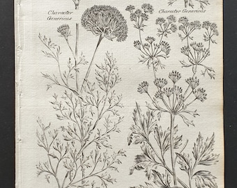 Wild Carrot and Comman Smallage - Original 1802 Culpeper engraving (49)