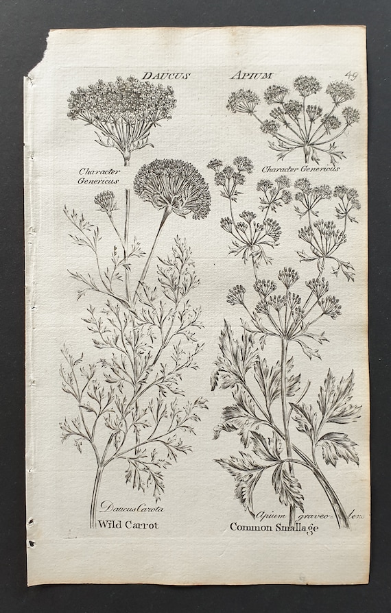 Wild Carrot and Comman Smallage - Original 1802 Culpeper engraving (49)