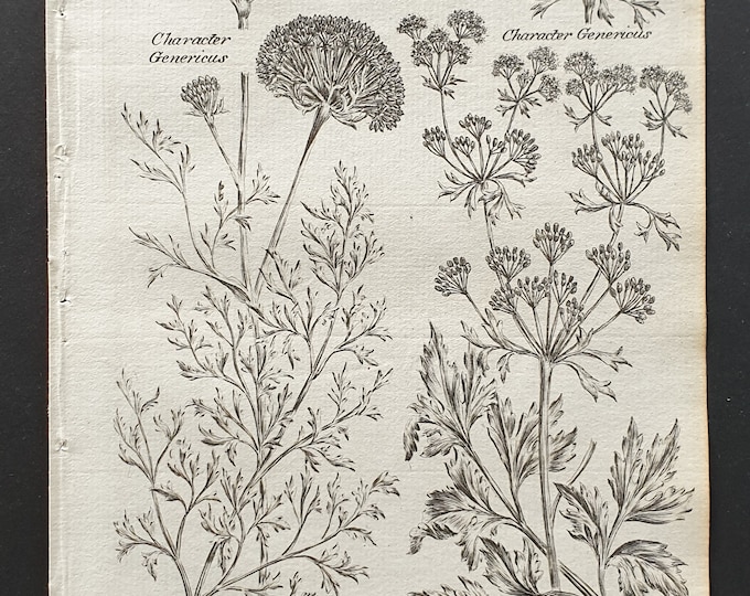 Wild Carrot and Comman Smallage - Original 1802 Culpeper engraving (49)