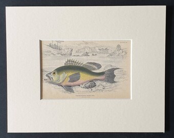 American Black Bass - Original 1843 hand coloured fish print in mount