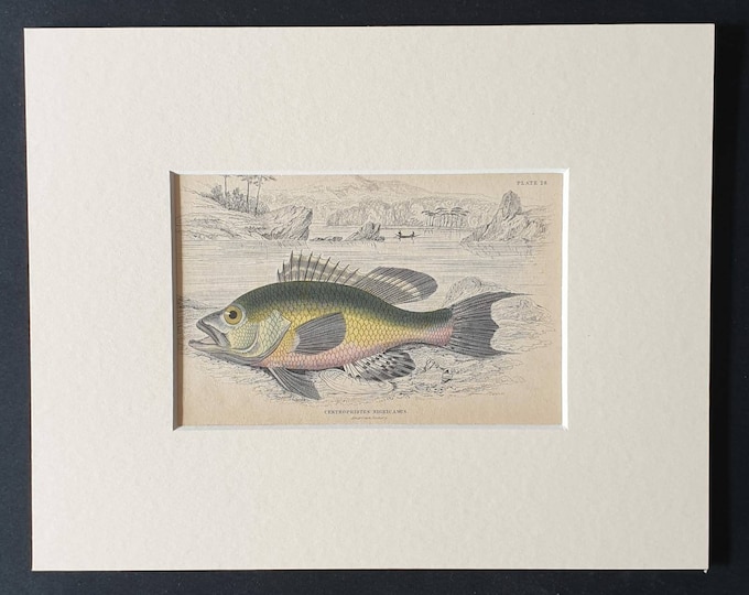 Original 1843 hand coloured fish print in mount - American Black Bass