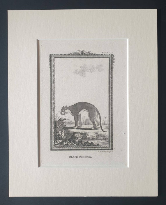 Original 1812 Buffon print in mount -  Black Cougar