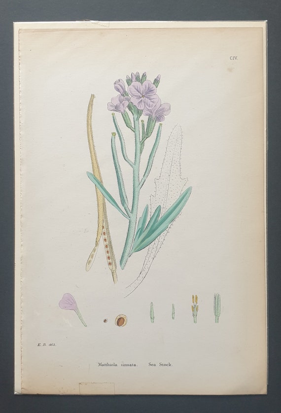 Sea Stock - Original 1863 Sowerby botanical print