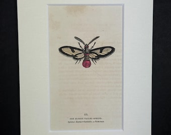 The Bloody Tailed Sphinx - Original 1832 Hand Coloured Antique Print