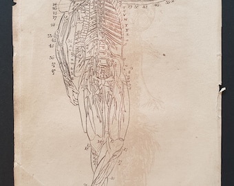 The Nerves of the Human Body - Original 1810 print