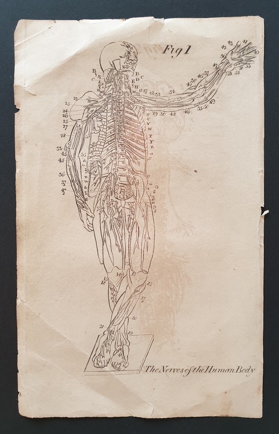 The Nerves of the Human Body - Original 1810 print