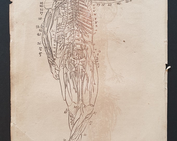 The Nerves of the Human Body - Original 1810 print