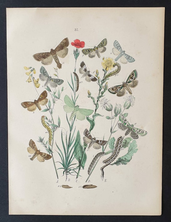 Original 1898 hand coloured Butterflies and Moths print