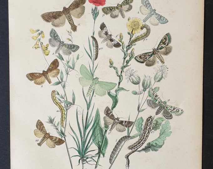 Original 1898 hand coloured Butterflies and Moths print