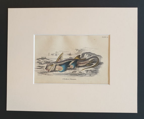 Northern Chimaera - Original c1860 hand coloured fish print in mount