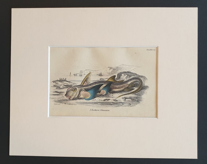 Northern Chimaera - Original c1860 hand coloured fish print in mount