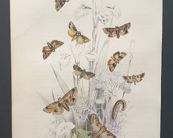 Rustic Moths and others - Original hand coloured 1860 print