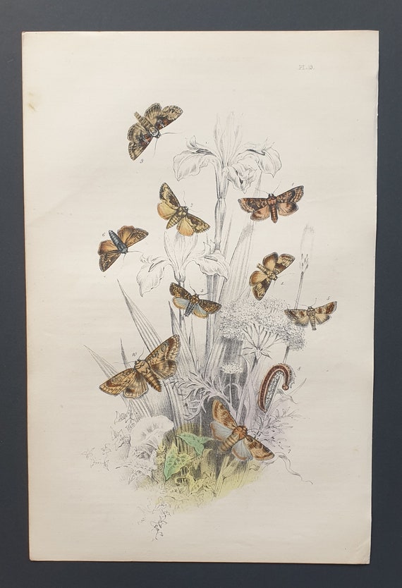 Rustic Moths and others - Original hand coloured 1860 print