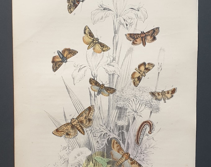 Rustic Moths and others - Original hand coloured 1860 print