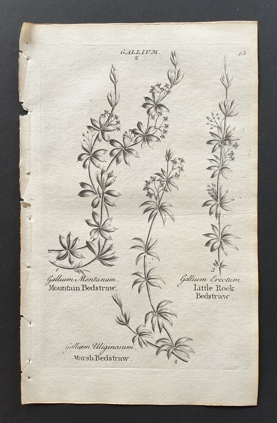 Mountain, Marsh and Little Rock Bedstraw - Original 1802 Culpeper engraving (15)